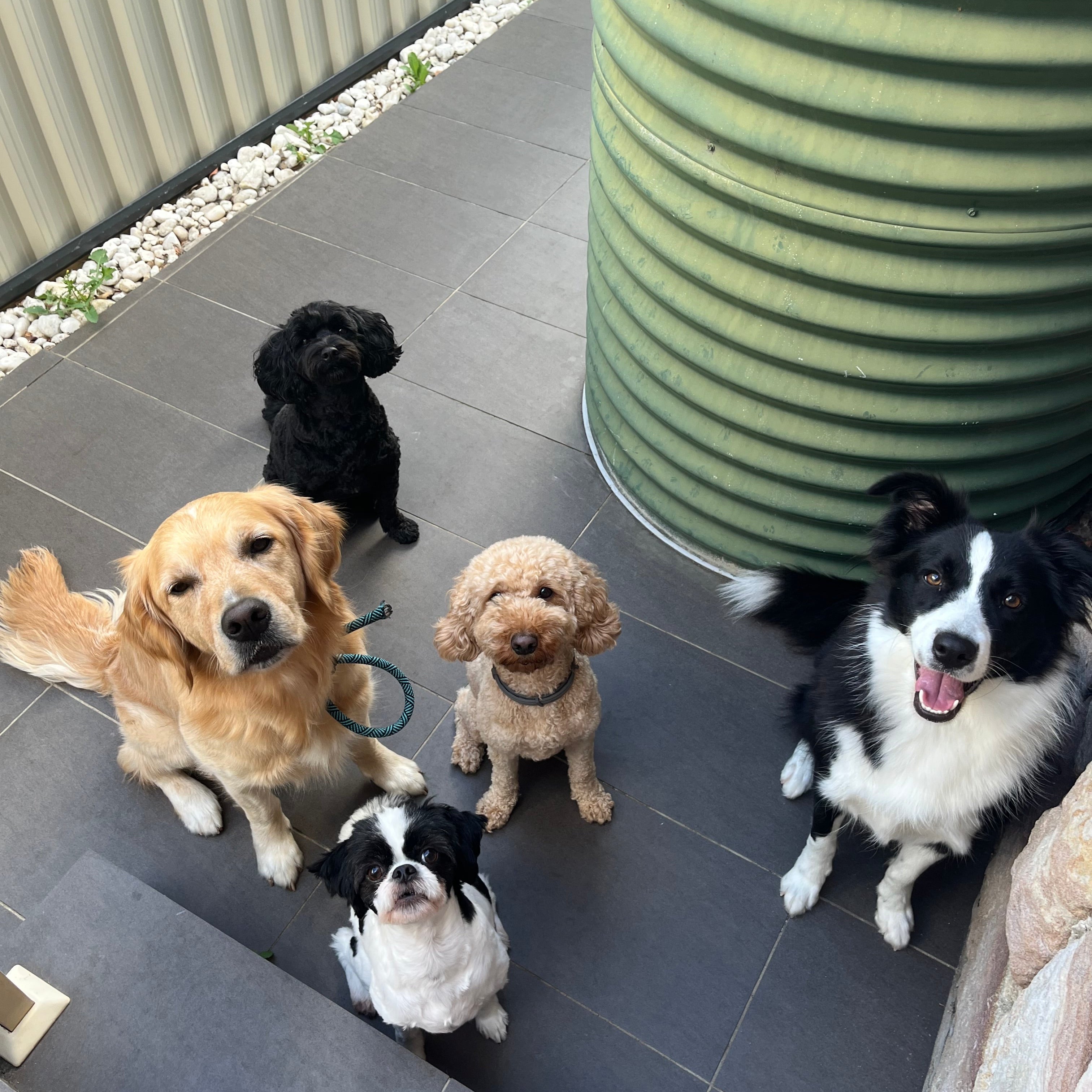 sydney | daycare| boarding | home style dog care | cheap | NSW 