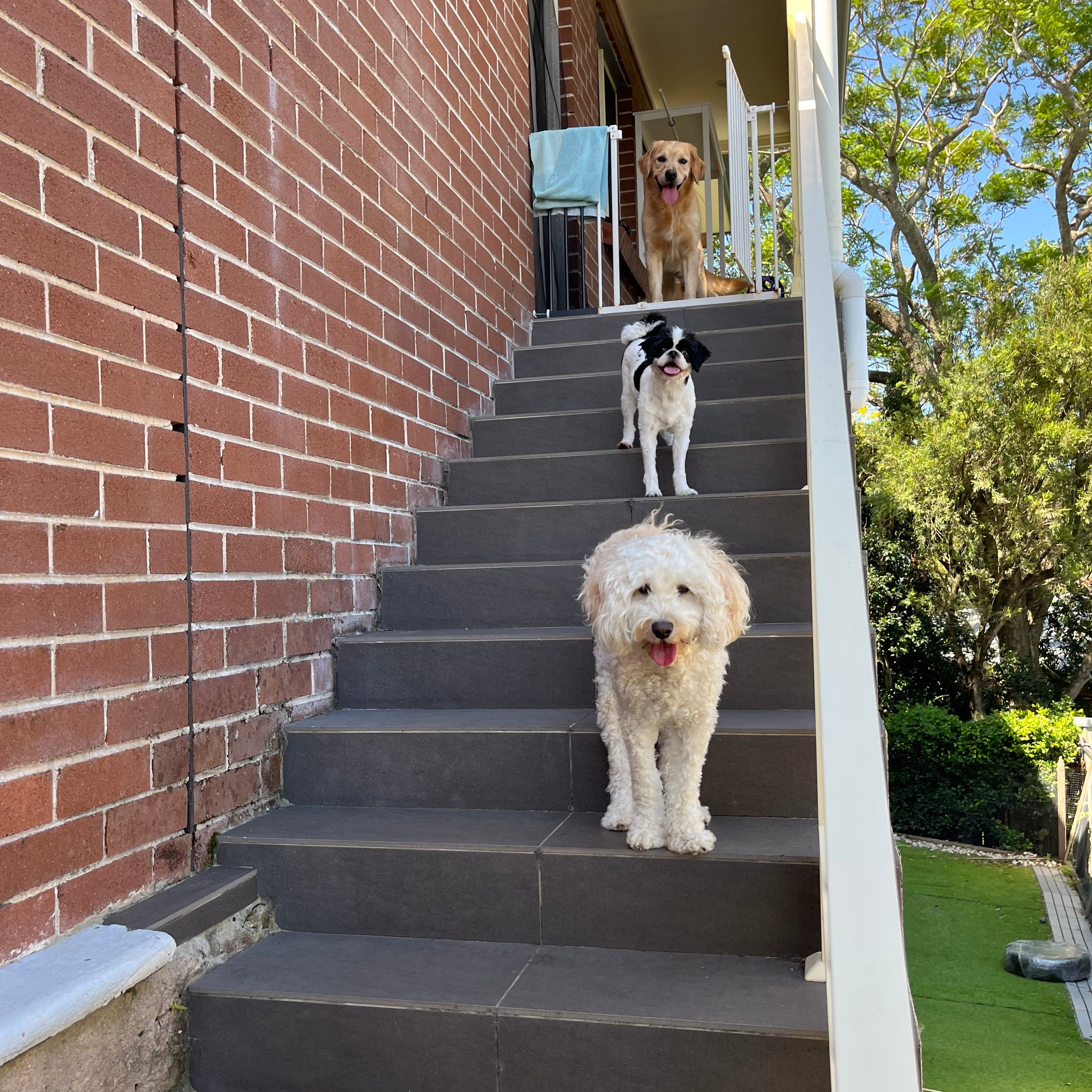 sydney | daycare| boarding | home style dog care | cheap | NSW 